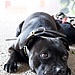 almere_terrier_hond_kaalie_4.jpg