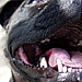 almere_terrier_hond_kaalie_close.jpg