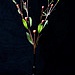 bloem_5_1.jpg