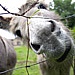 donkey_close.jpg