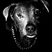 floris_2_bw.jpg